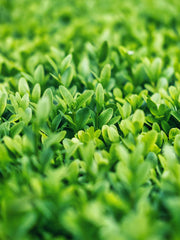 Why Kenyan Tea Stands Out: The Secret Behind Rozy Tea’s Rich Flavor.